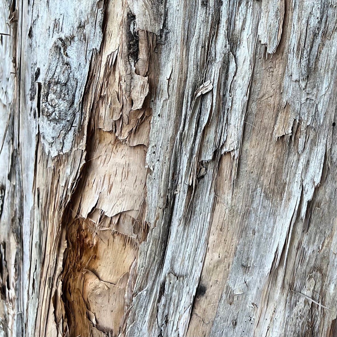 Bark - Fine Art Prints - Studio One Noosa