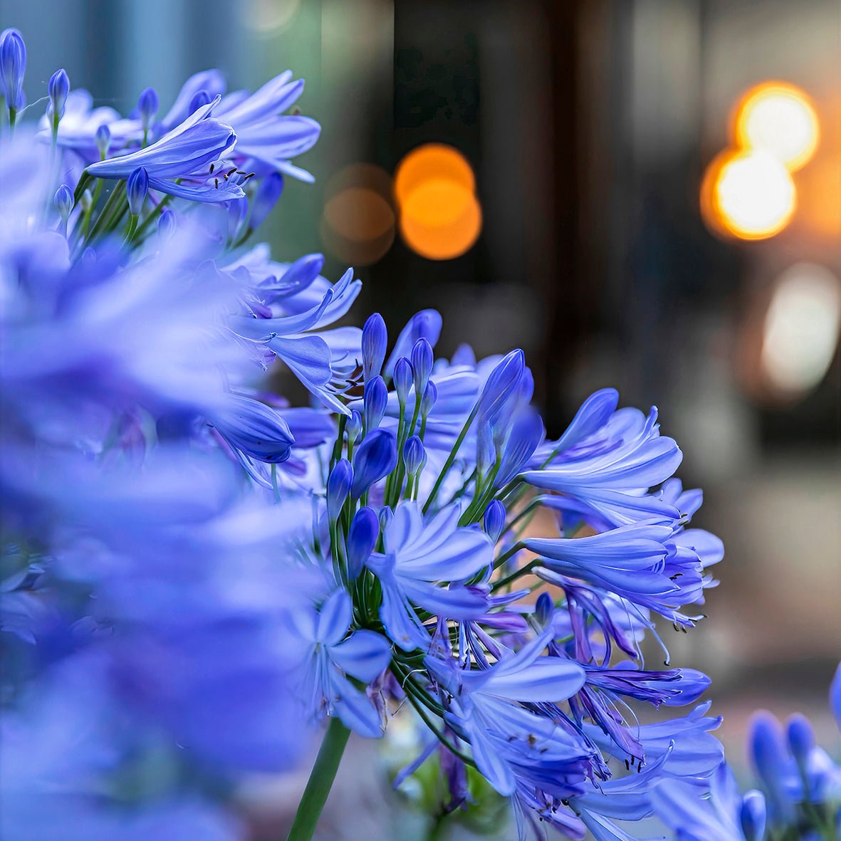 Bokeh - Fine Art Prints - Studio One Noosa