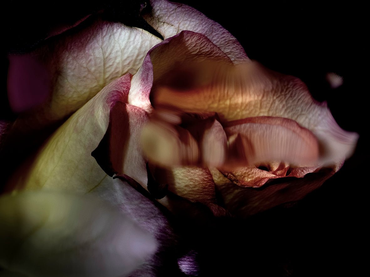 Dys - Tortion 2 - Fine Art Prints - Studio One Noosa