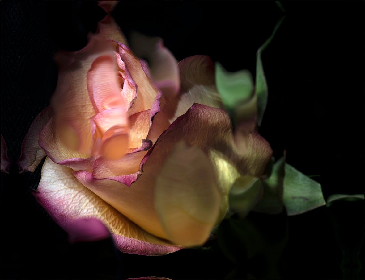 Dys - Tortion - Fine Art Prints - Studio One Noosa