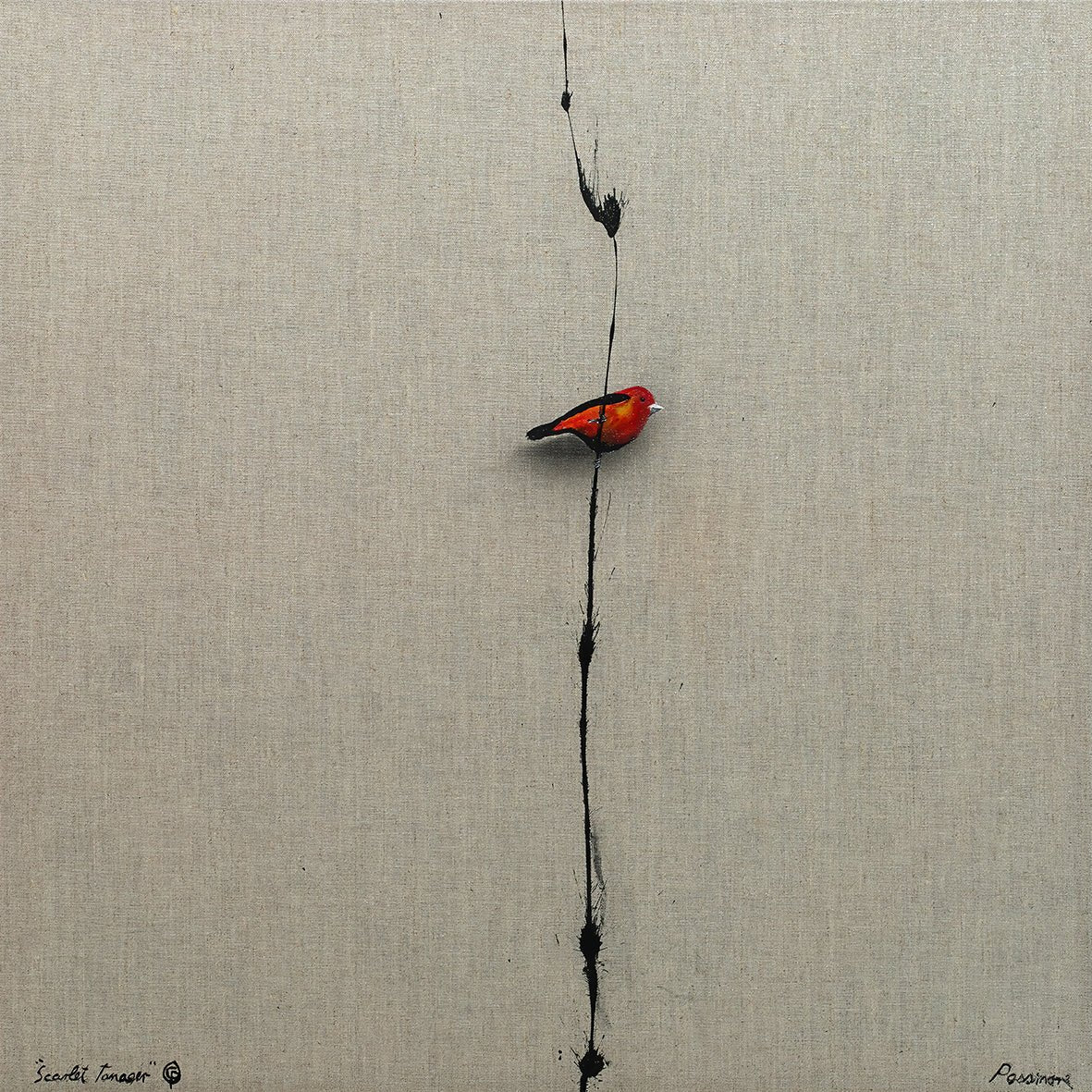 Scarlet Tanager - Fine Art Print - LIMITED EDITION - Studio One Noosa