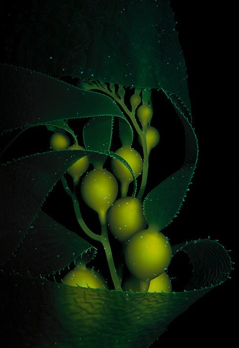 Kelp Dreaming - Studio One Noosa