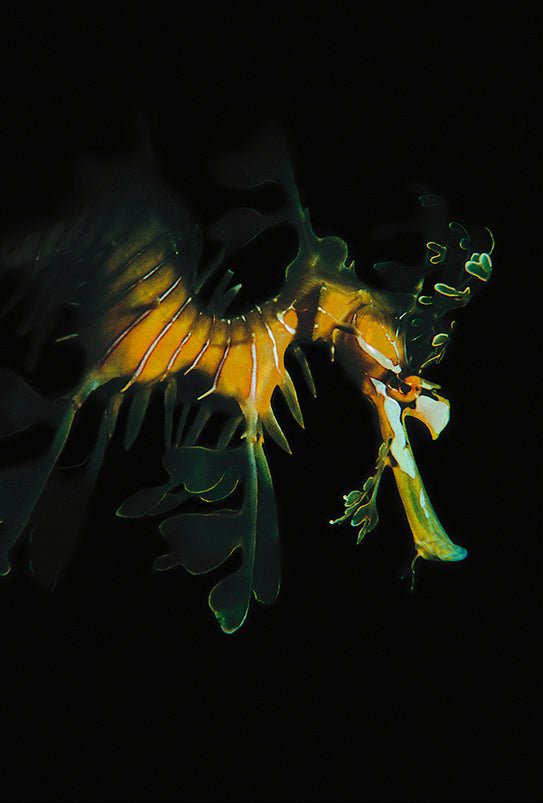 Leafy Sea Dragon - Studio One Noosa