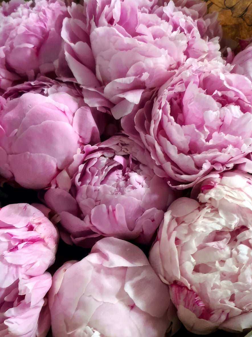 Peonies - Fine Art Prints - Studio One Noosa