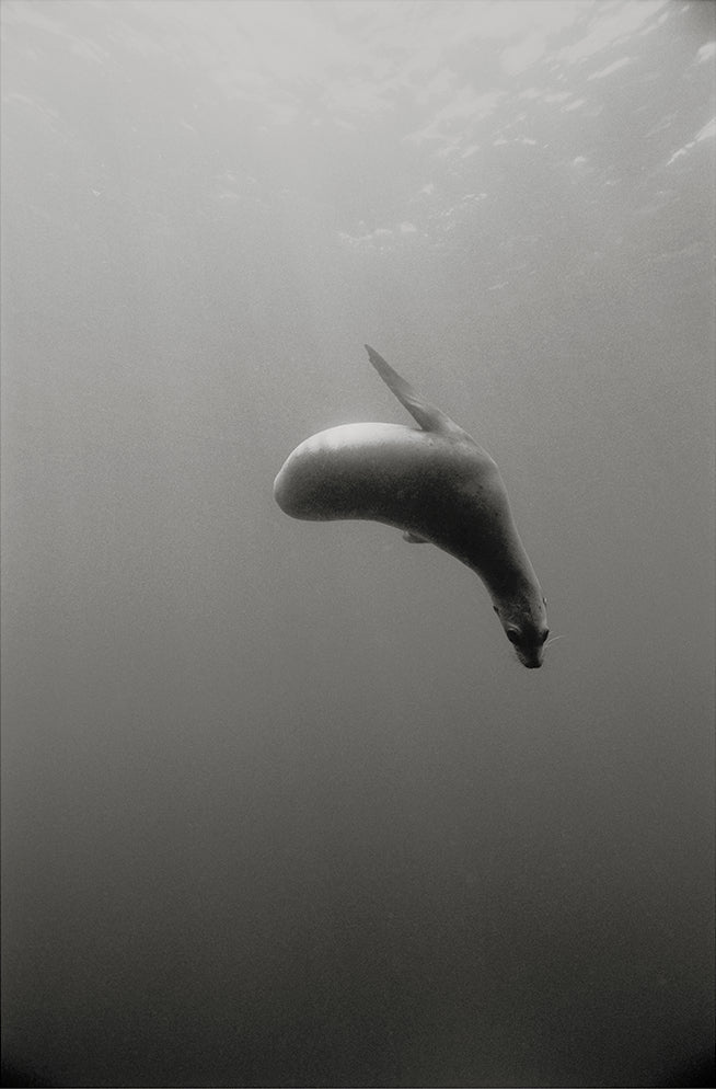 Sea Lion Ballet - Triptych - Studio One Noosa