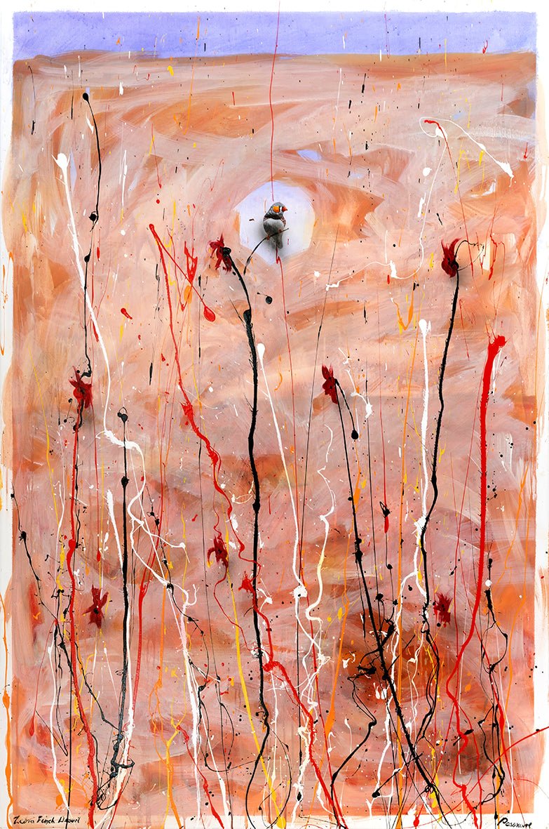 Zebra Finch Desert - Fine Art Prints - LIMITED EDITION - Studio One Noosa
